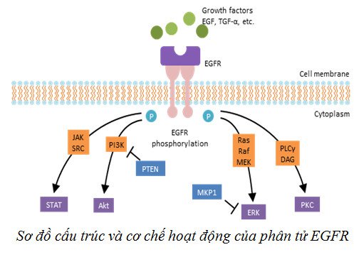 điều Trị đột Biến Gen Egfr 2